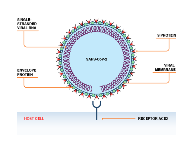 コロナウイルスのタンパク質の相互作用