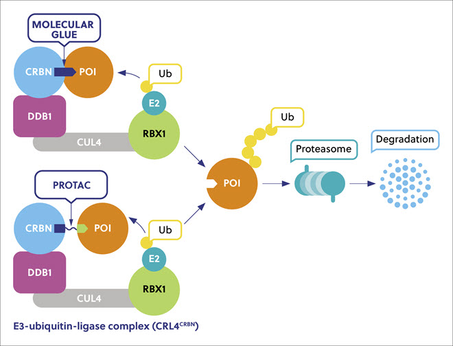 유비퀴틴 프로테아좀 시스템에서 분자 접착제를 사용하여 단백질을 분해하는 과정의 도식적인 표현