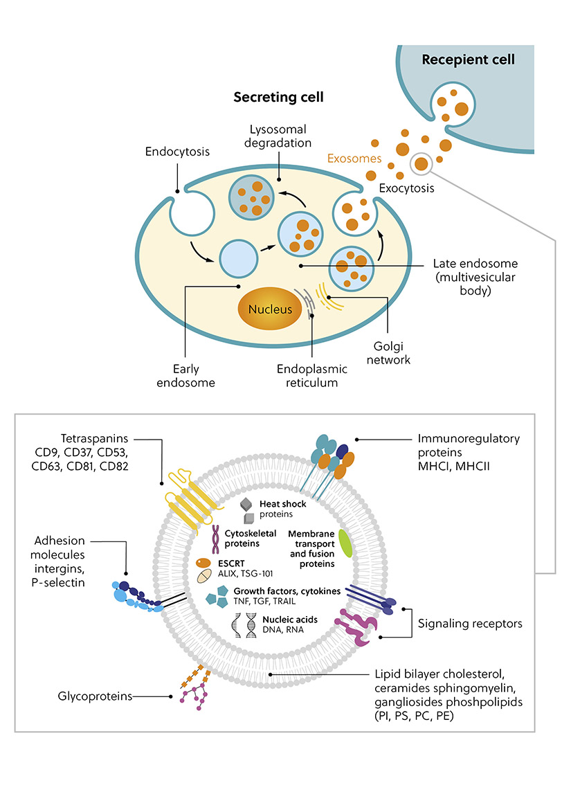 Representación esquemática de la biogénesis y la secreción de los exosomas