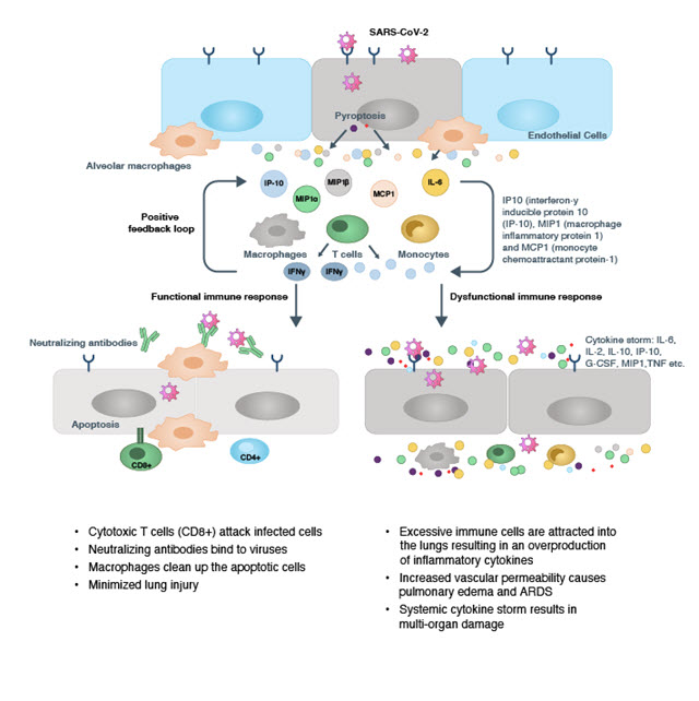 Schéma de l'immunopathogenèse des cytokines