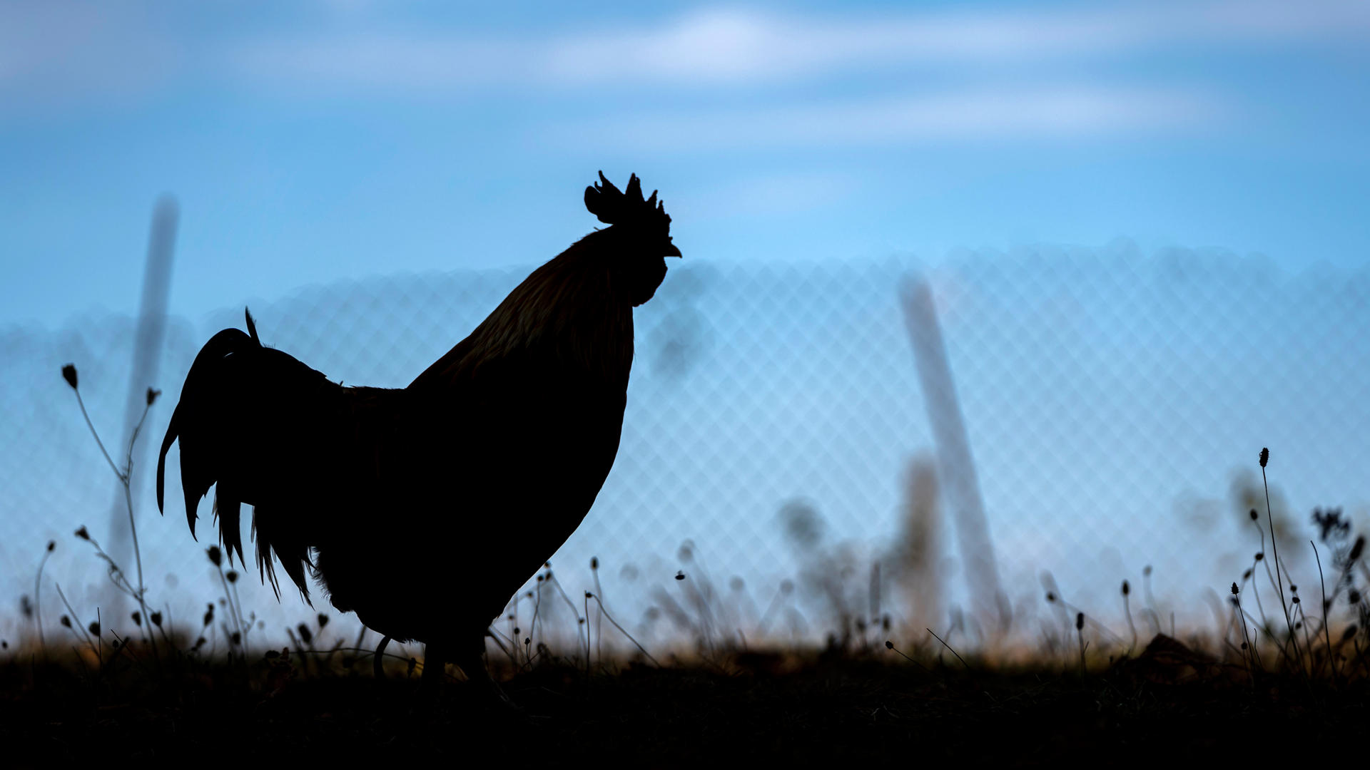 Sustainable Free Range Raised Rooster Crows At Dawn