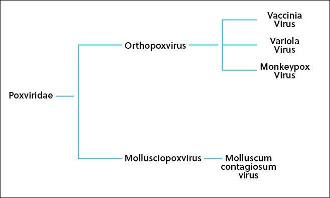Filogenia parcial entre cuatro especies de la familia Poxviridae.