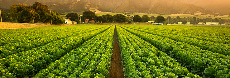 New catalysts enable greener fertilizer production