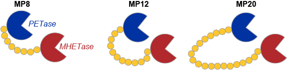 diagram of three chimeric enzymes