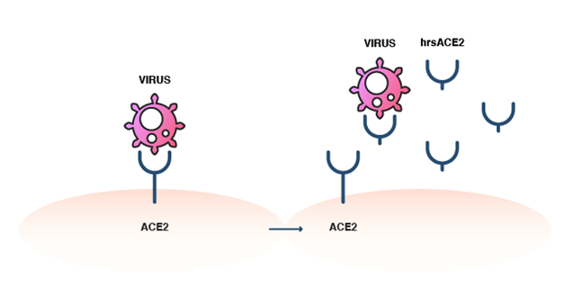bloqueo de la unión del SARS-CoV-2 a la ECA2