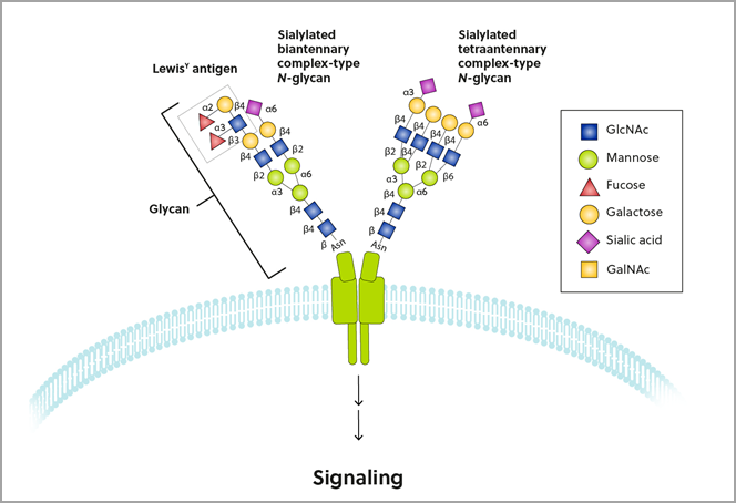 Glicanos unidos a los dominios extracelulares del receptor de la superficie de una célula.  ​