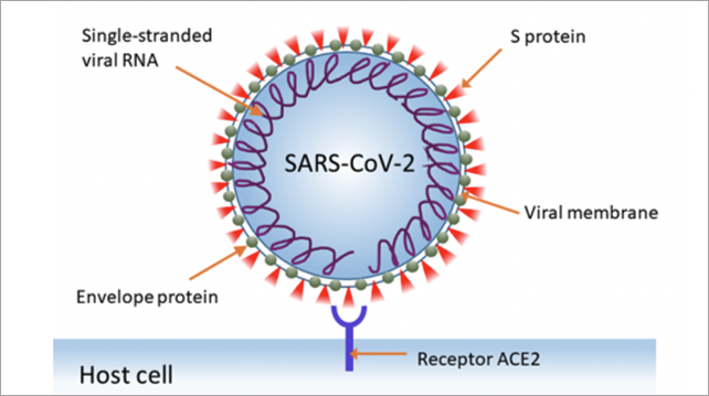 コロナウイルスのSタンパク質とACE2の相互作用の図
