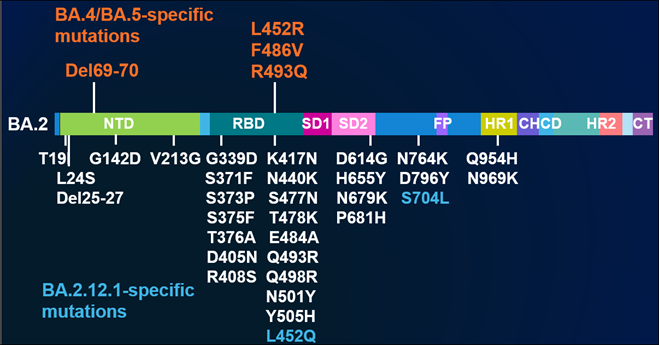 BA.2.12.1、BA.4、BA.5のスパイクタンパク質の主な変異を示す図