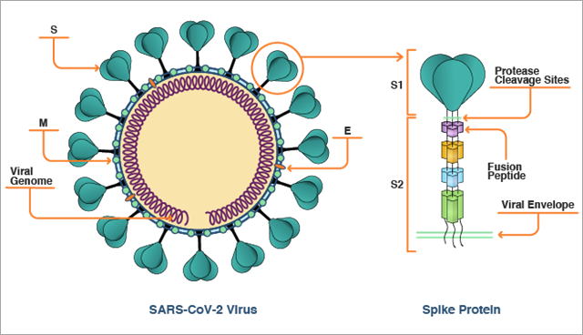 病毒棘突蛋白结构图