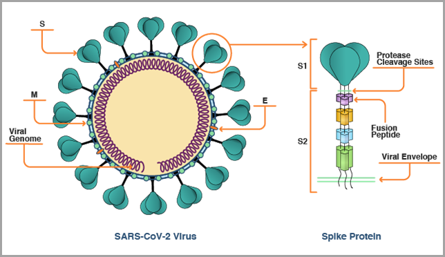 COVID Virus spike protein illustration