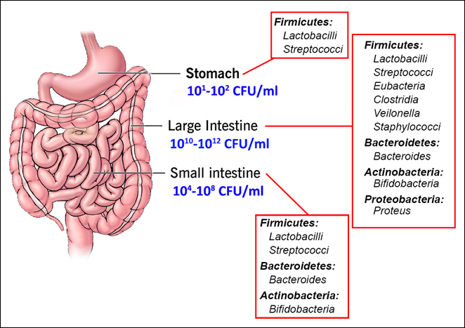 Ilustração das bactérias participantes da microbiota intestinal 