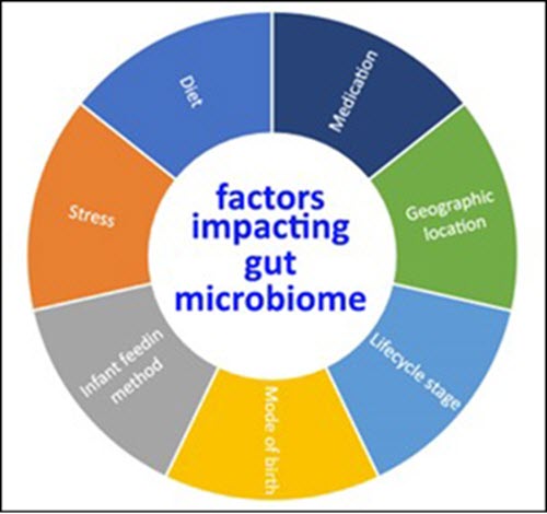 Diagrama de los factores principales que afectan al microbioma intestinal