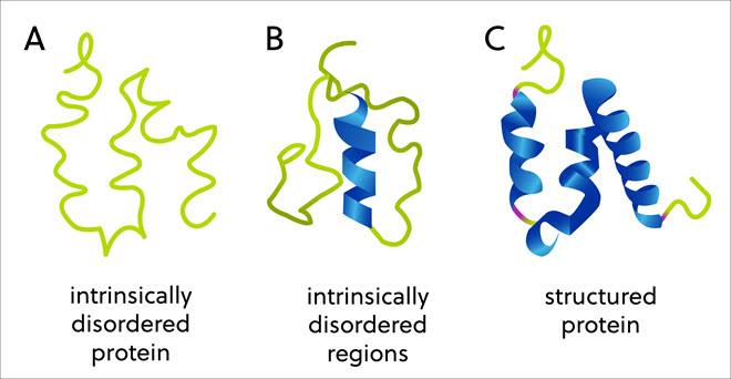 (A) 내재적 비정형 단백질, (B) 내재적 비정형 단백질 영역 및 (C) 구조 단백질의 계통도