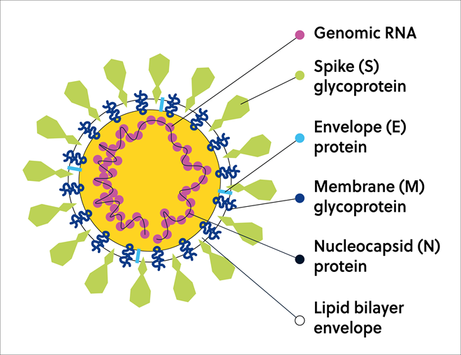 SARS-CoV-2 病毒颗粒示意图