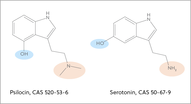 Comparaison structurelle de la psilocine et de la sérotonine