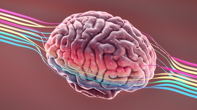 picture of brain 