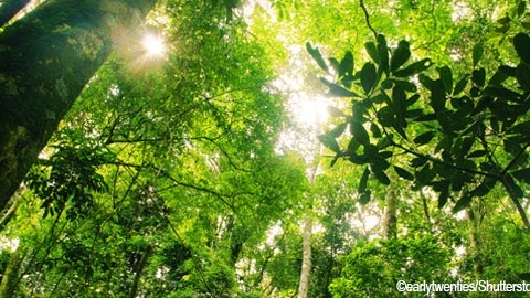 Forest for Brazil biodiversity