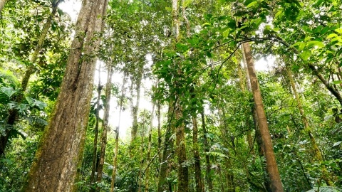 trees are an important source of carbon capture and storage