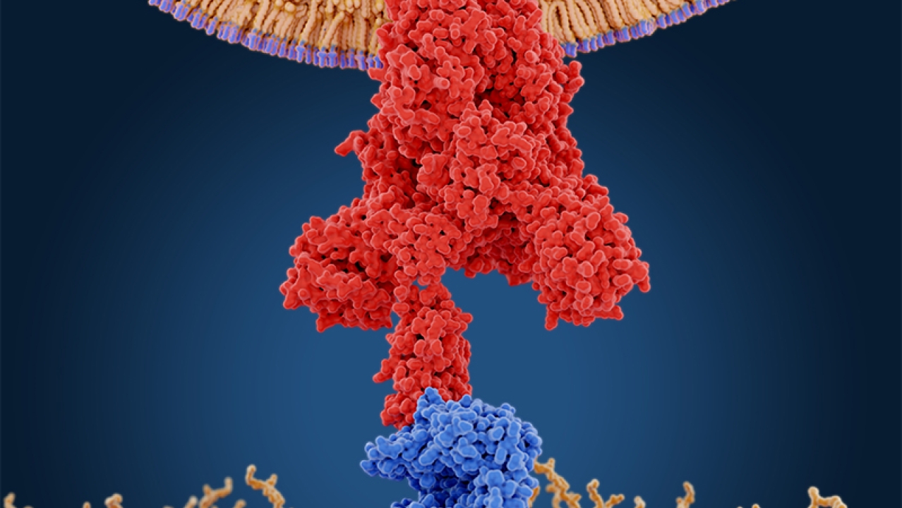 Viral spike-protein structure depiction